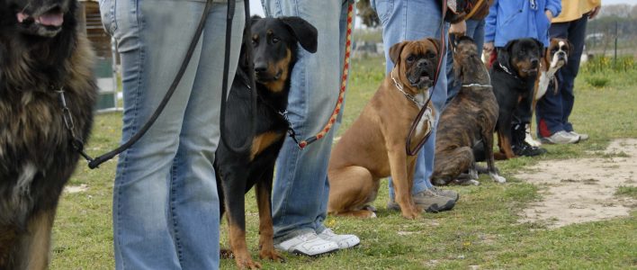 Obedience Hunde Herrchen