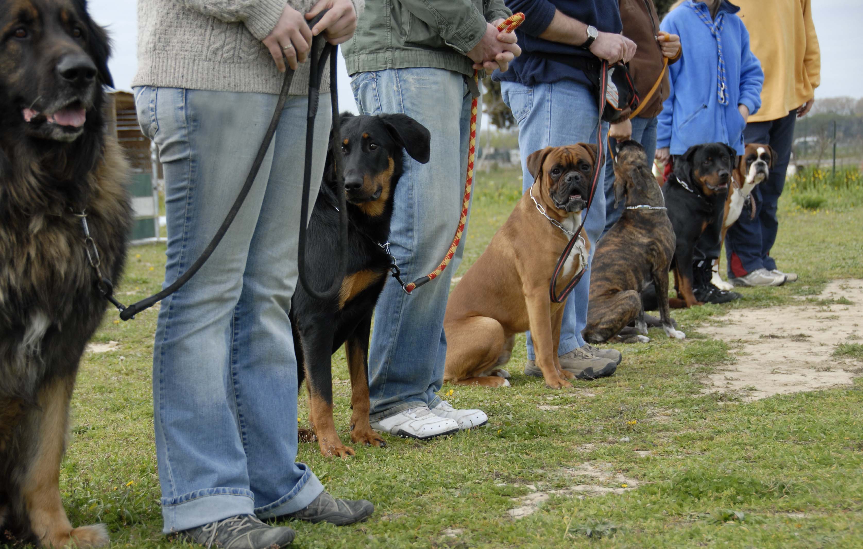 Obedience Hunde Herrchen