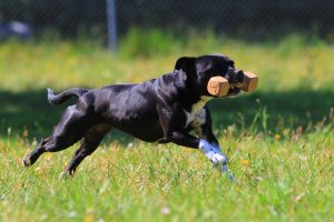 obedience apportieren