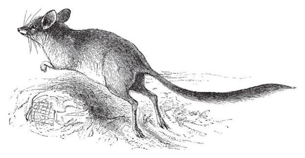 Säugetiere - Informationen, Bilder und Steckbriefe rund um Säugetiere