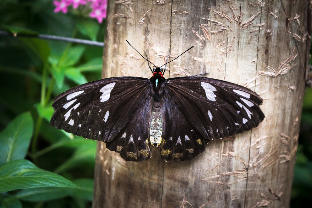 Ornithoptera priamus Weibchen