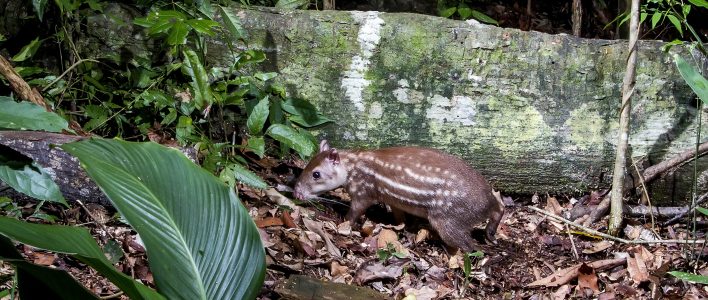 Paka im Wald