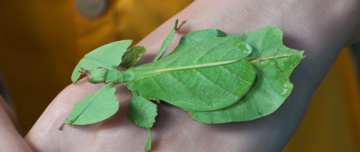 Phyllium siccifolium auf Hand