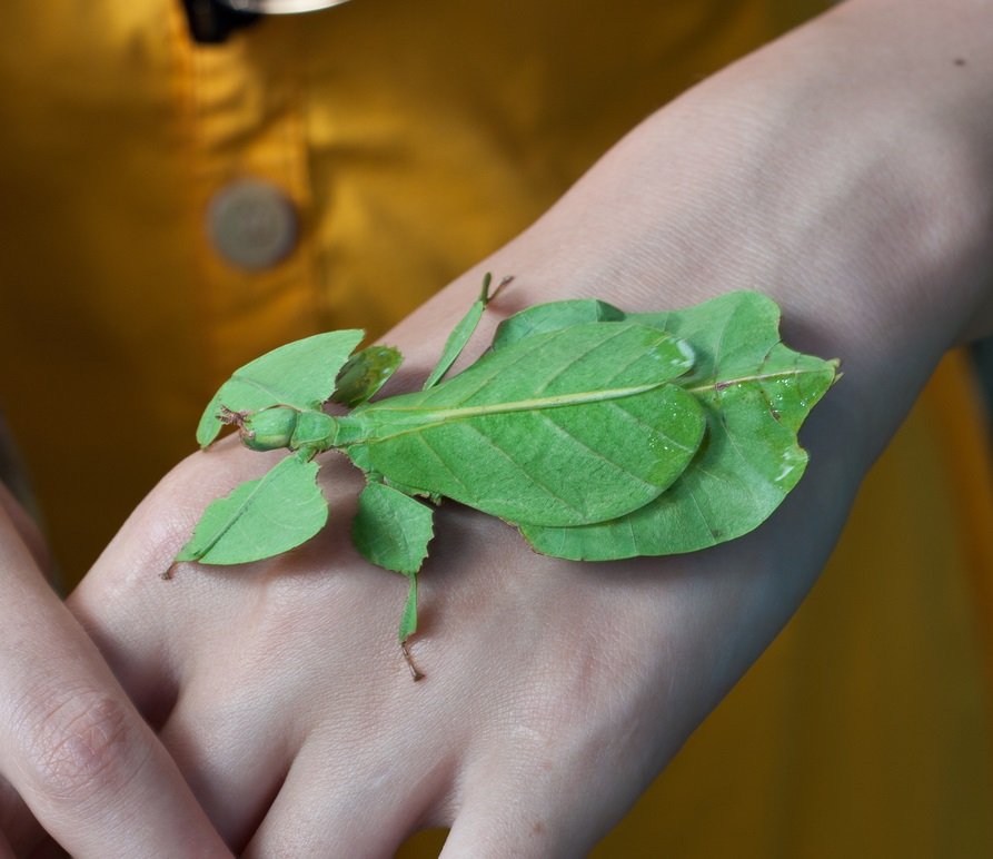 Phyllium siccifolium auf Hand