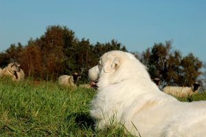 Pyrenäenberghund als Schutzhund für eine Schafsherde
