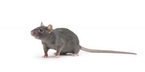 Nagetiere - Fotos und Informationen rund um große und kleine Nagetiere