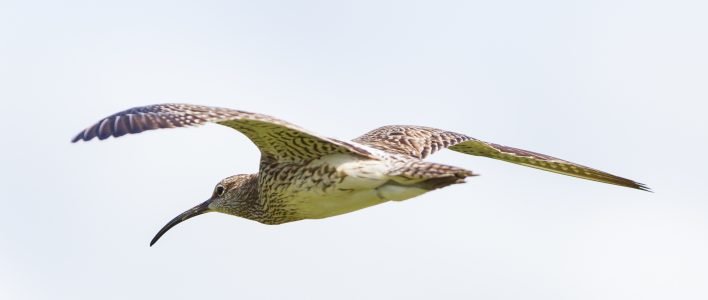 Regenbrachvogel