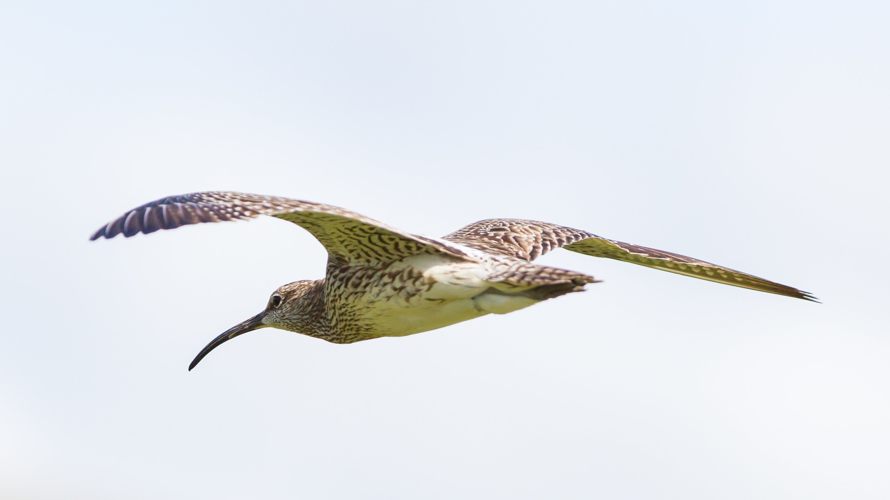 Regenbrachvogel