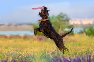 riesenschnauzer fängt frisbee auf feld