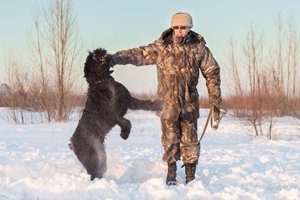 riesenschnauzer schnee training 