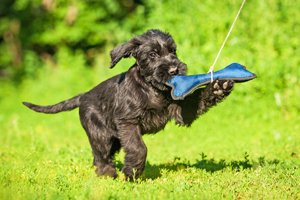 riesenschnauzer welpe spielt