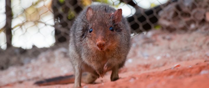 Rotes Rattenkänguru