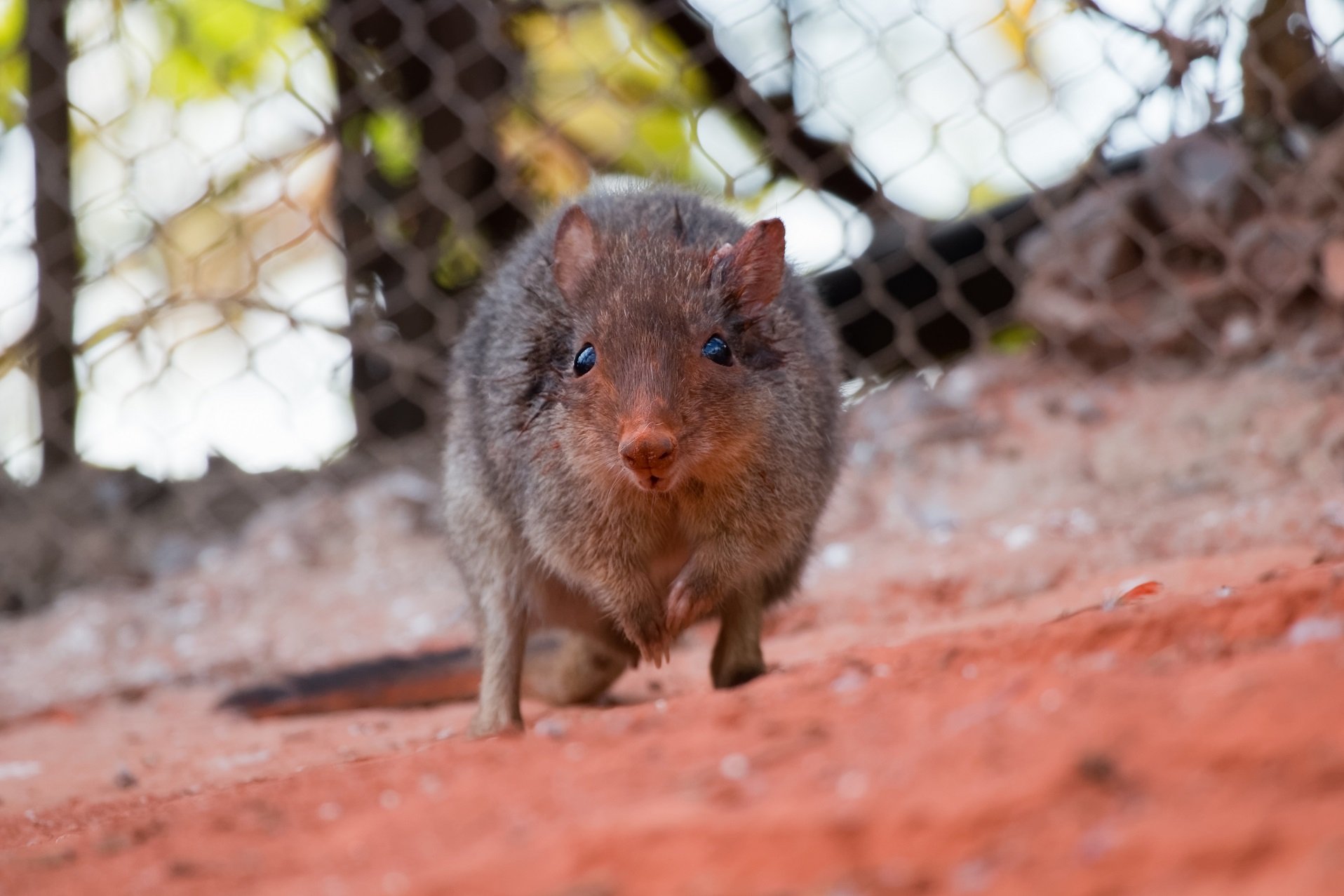 Rotes Rattenkänguru