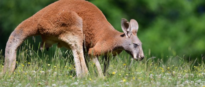 Rotes Riesenkänguru