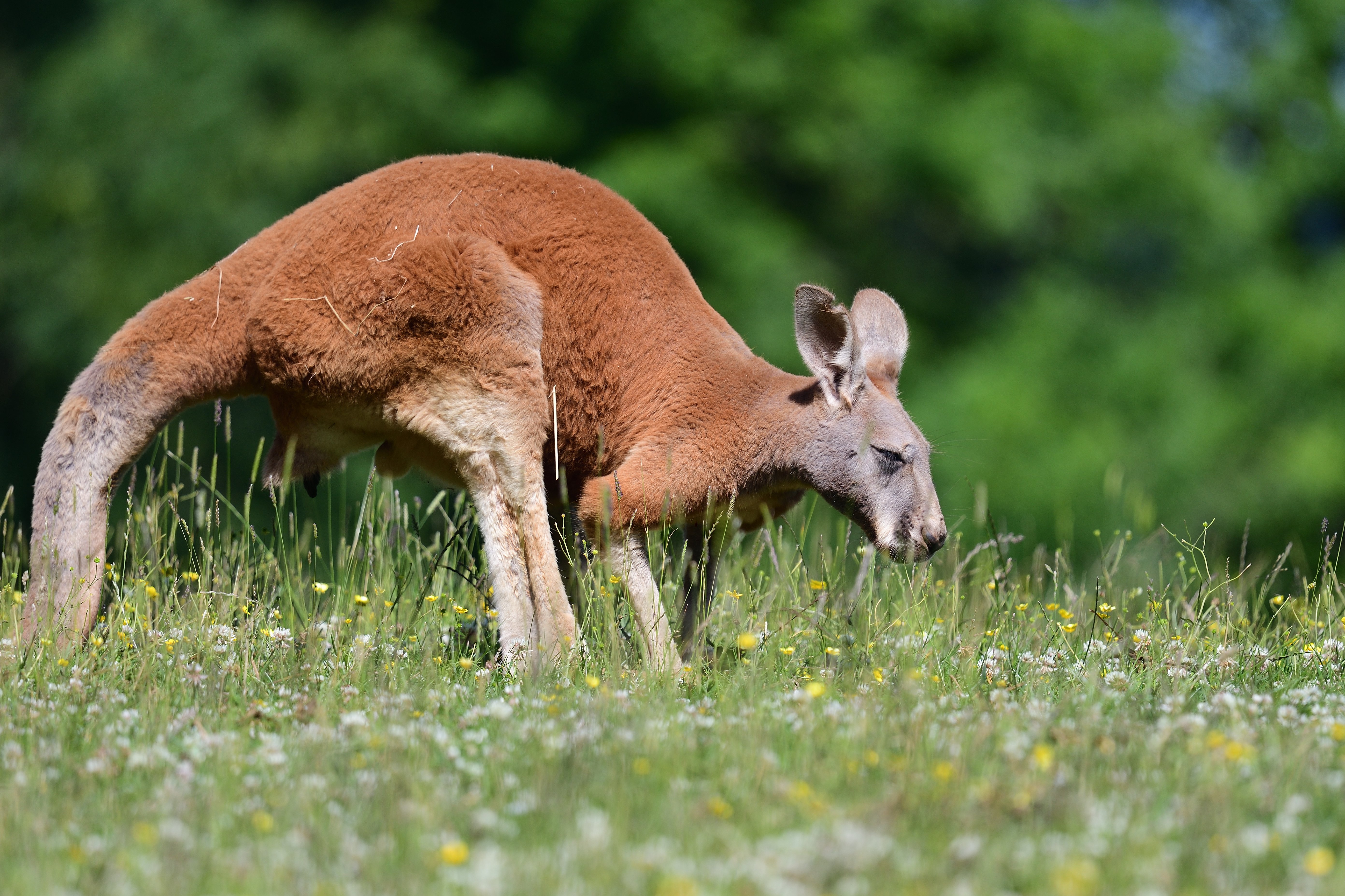 Rotes Riesenkänguru