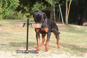 rottweiler frisst