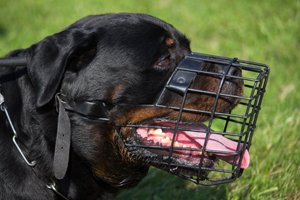 rottweiler mit maulkorb