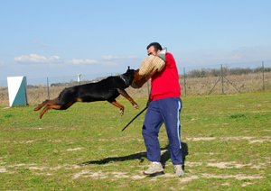 rottweiler training angriff