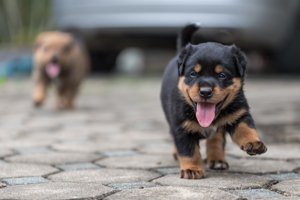 rottweiler welpe rennt