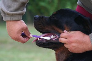 rottweiler bekommt zähne geputzt