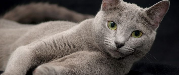 Russisch Blau Aristokratische Hauskatze Mit Smaragdgrünen Augen