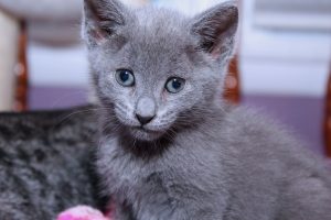 Russisch Blau Aristokratische Hauskatze Mit Smaragdgrünen Augen