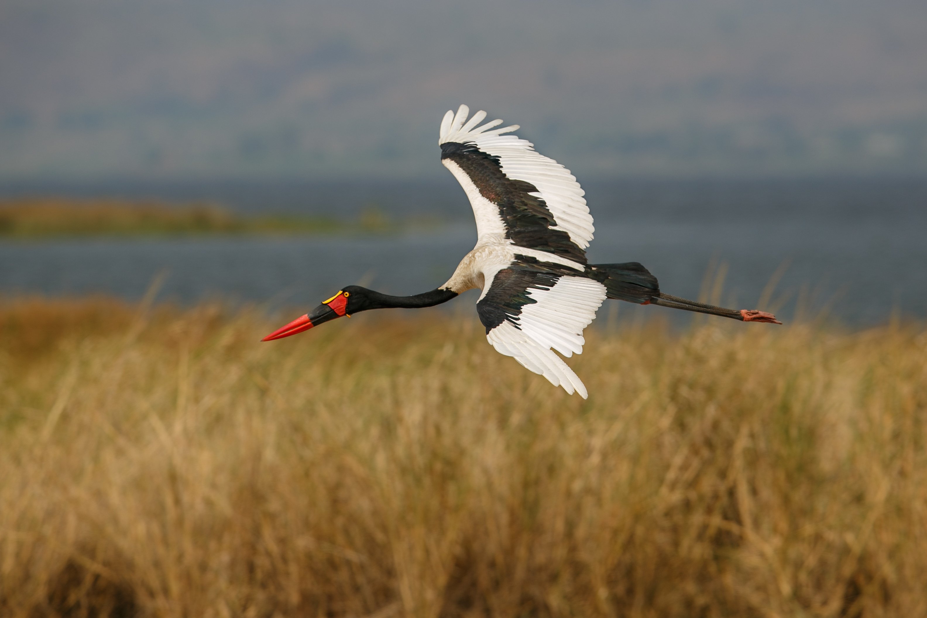 Sattelstorch