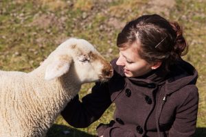 Schaf wird von Besitzerin gestreichelt