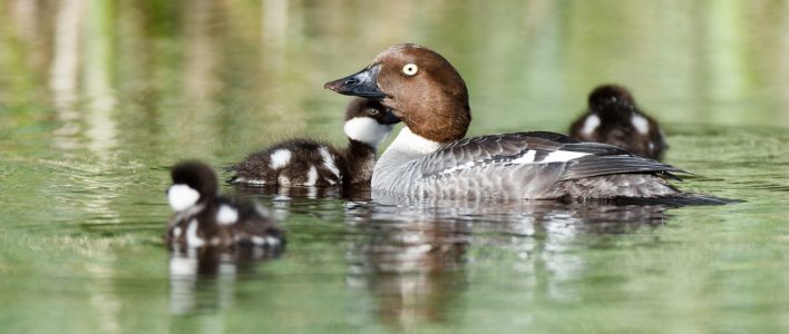 Schellente: Mutter mit drei Küken