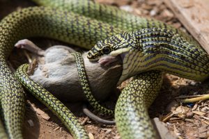 grüne Schlange Baumnattter frisst Ratte