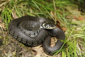 schwarze ringelnatter im wald