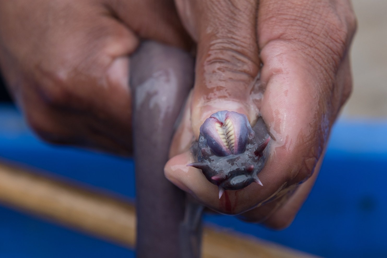 Schleimaal oder Inger in der Hand eines Menschen