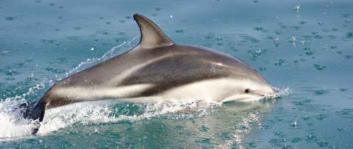 Schwarzdelfin im Meer