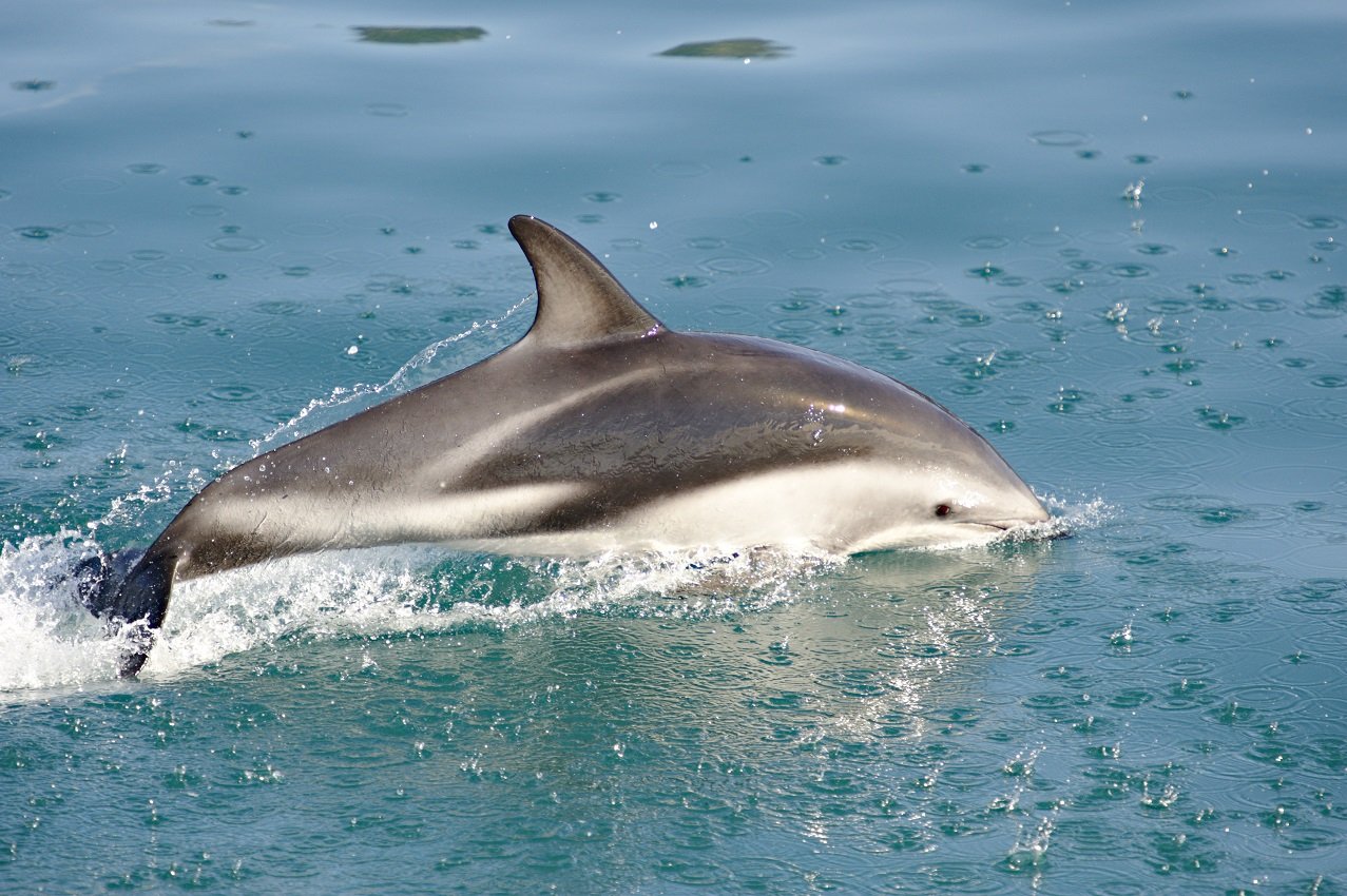 Schwarzdelfin im Meer