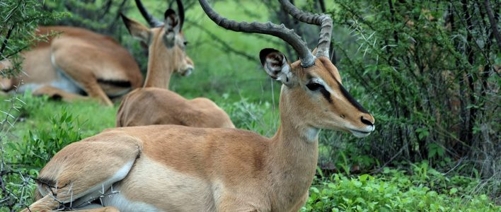 Schwarznasenimpala