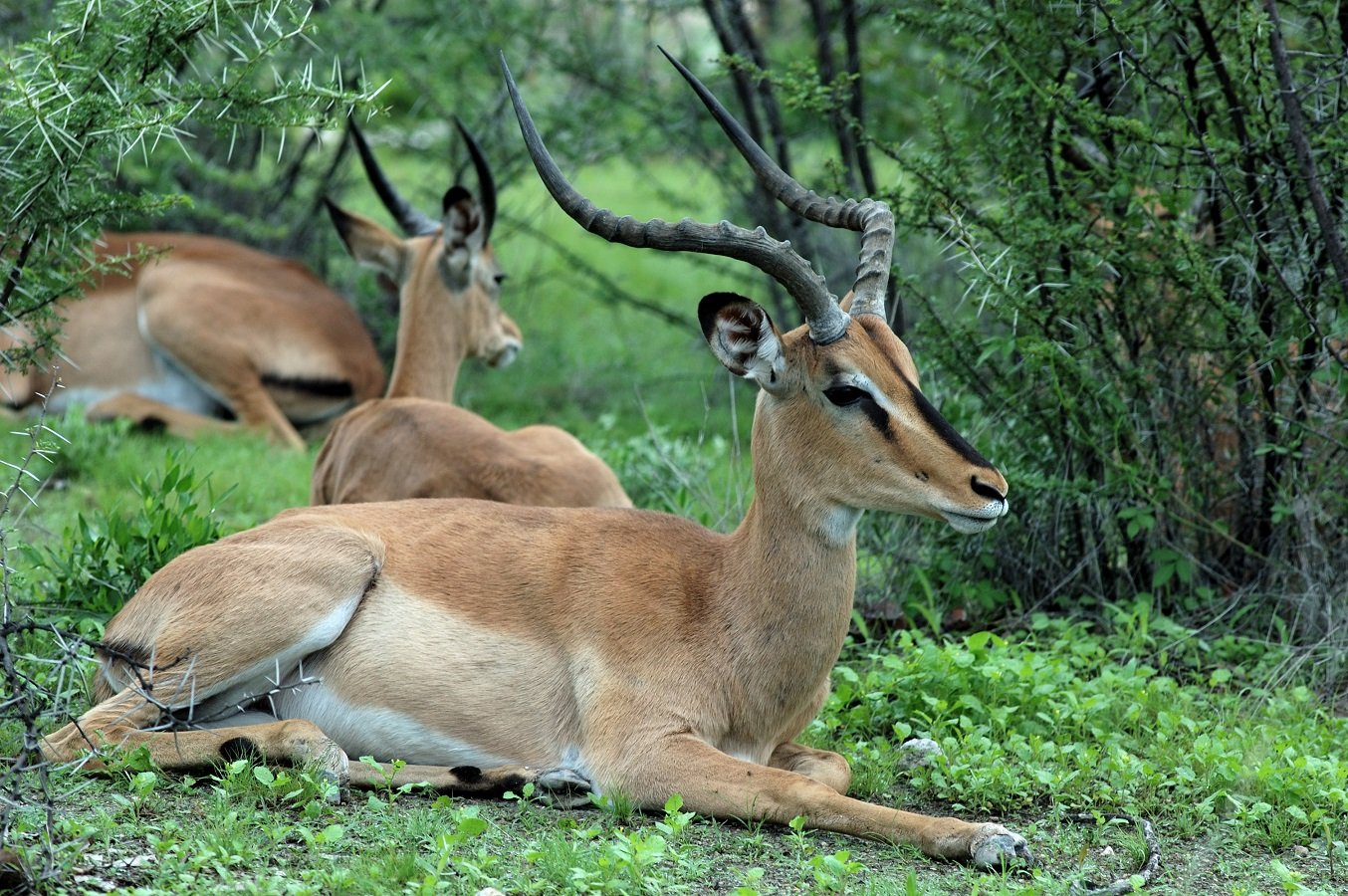 Schwarznasenimpala