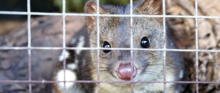 Schwarzschwanzbeutelmarder in Gefangenschaft