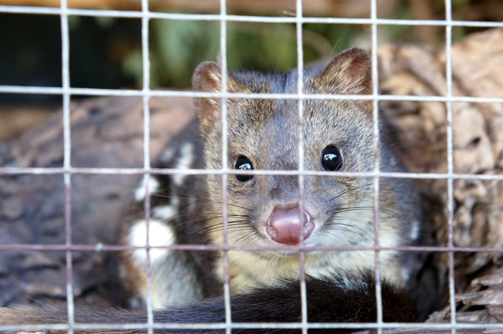 Schwarzschwanzbeutelmarder in Gefangenschaft