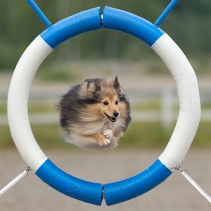 shetland sheepdog beim training