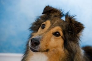 sheltie mit hundeblick