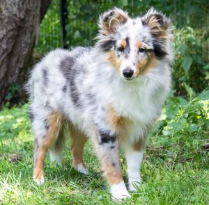 blue merle sheltie