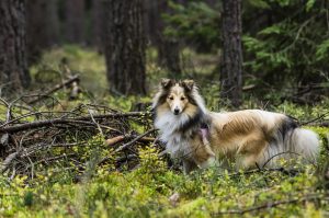 shetland sheepdog im wald