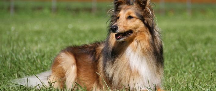 shetland sheepdog