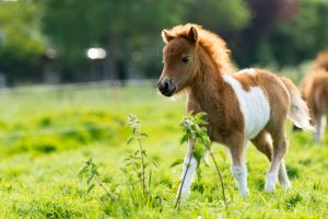 fohlen eines shetland ponys