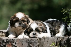 Hier fällt die Wahl schwer. Kleine Shih Tzu Welpen sind unfassbar niedlich.