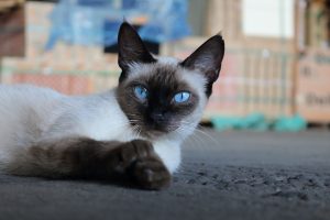 Siamkater mit blauen Augen