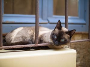 traditionelle siamkatze guckt durch gitterstäbe