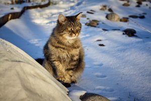 sibirische katze sitzt im schnee