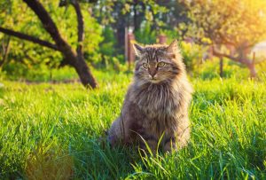 sibirische katze auf wiese