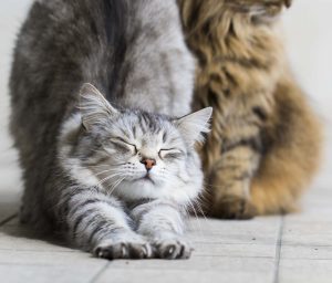 zwei sibirische katzen kuscheln